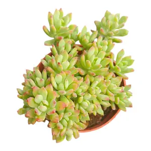 Echeveria Candy