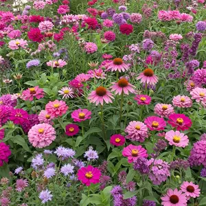 Pink And Purple Mix Bulk Flower Seeds, 1lb