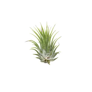 Tillandsia Air Plant Ionantha - 25 Pack