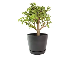 Jade Bonsai Elephant Bush 4” Potted Live Plant - Portulacaria Afra - Dwarf Jade - Flowering Indoor Bonsai - Succulent Tree - Thick Woody Trunk - Miniature Tree - Unique Gift - Easy Care Bonsai - Non-Toxic