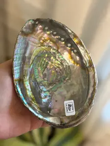 abalone shells 6"