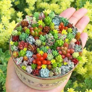 Rare 300 PCS Rare Beautiful Mixed Succulent Seeds – Exotic Variety Pack for Indoor & Outdoor Gardening