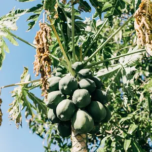 Papaya Seeds Organic