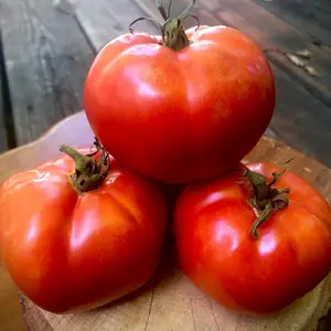 Thessaloniki Tomato Seeds (Organic) (Solanum lycopersicum) – Greek heirloom known for smooth, red, crack-resistant fruits with rich flavor.