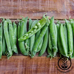 Pea Seeds - Shelling - Green Arrow (Treated)