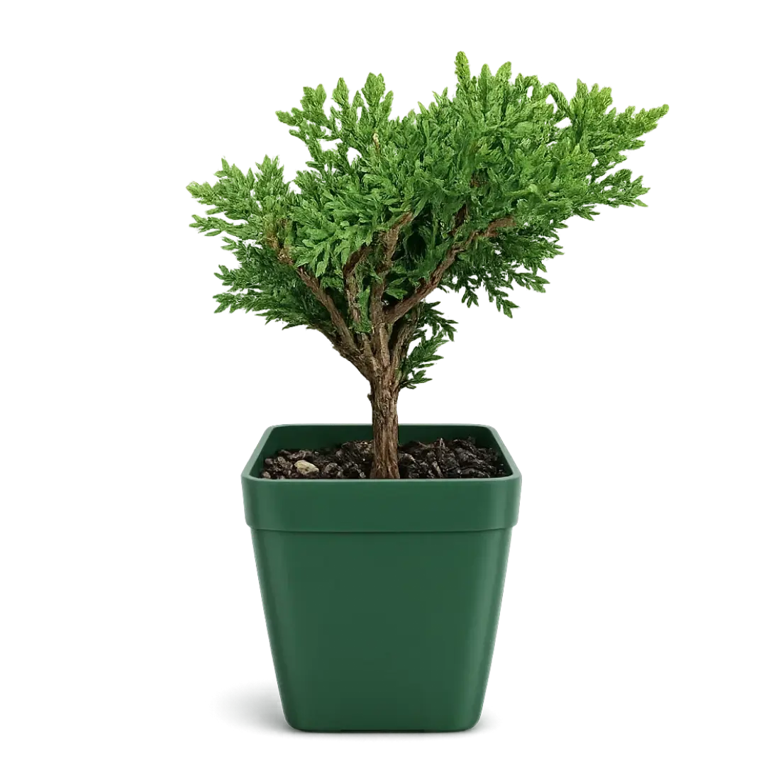 monstera plant cost Buy Monstera Adansonii Albo Variegata ~ Variegated Houseplant – AroidHouse main image 1