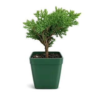 Green Mound Juniper Bonsai – Mini Outdoor Zen Tree