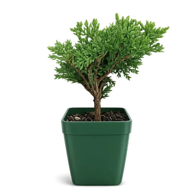 house plant pictures House Plant