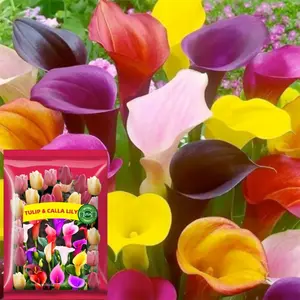 100Pcs Calla Lily Seeds Beautiful Flowers Mix Color Perennial Plant