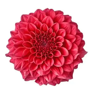 Dahlia Red - 5 Stem Bunch