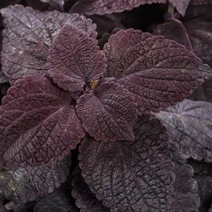 Colorblaze® Newly Noir Coleus