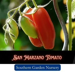 San Marzano Tomato Seeds, Heirloom Sauce Tomato, Determinate, Best Paste Tomatoes, Non-GMO Heirloom Variety Fresh Garden Seed
