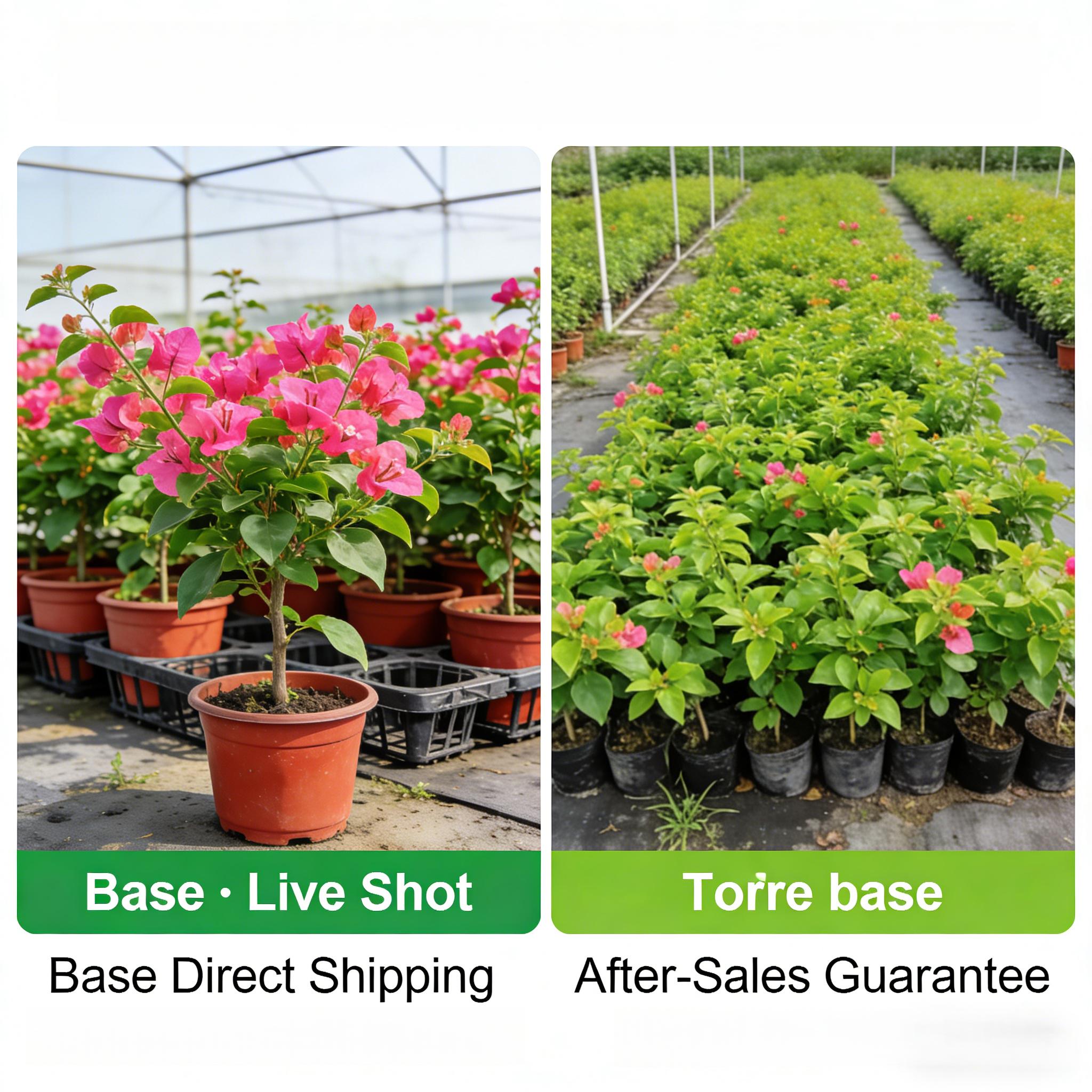 Live Bougainvillea Seedlings Plant Non-GMO Easy Grow Heat Tolerant Outdoor Garden Yard Patio Balcony Ornamental Flowering Shrub Live Bougainvillea Seedlings Plant Non-GMO Easy Grow Heat Tolerant Outdoor Garden Yard Patio Balcony Ornamental Flowering Shrub