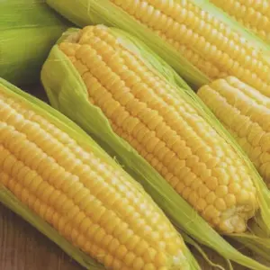 Golden Sweet Corn Seeds (50 Seeds) – Bright Yellow Ears, Quick Sprouting & Ideal for Home Garden Harvests