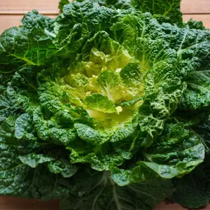 Kimchi Cabbage Seeds 'Chun Dong 102' (Brassica rapa) – Fast-Growing Hybrid Napa with Uniform Heads & Sweet, Crisp Flavor