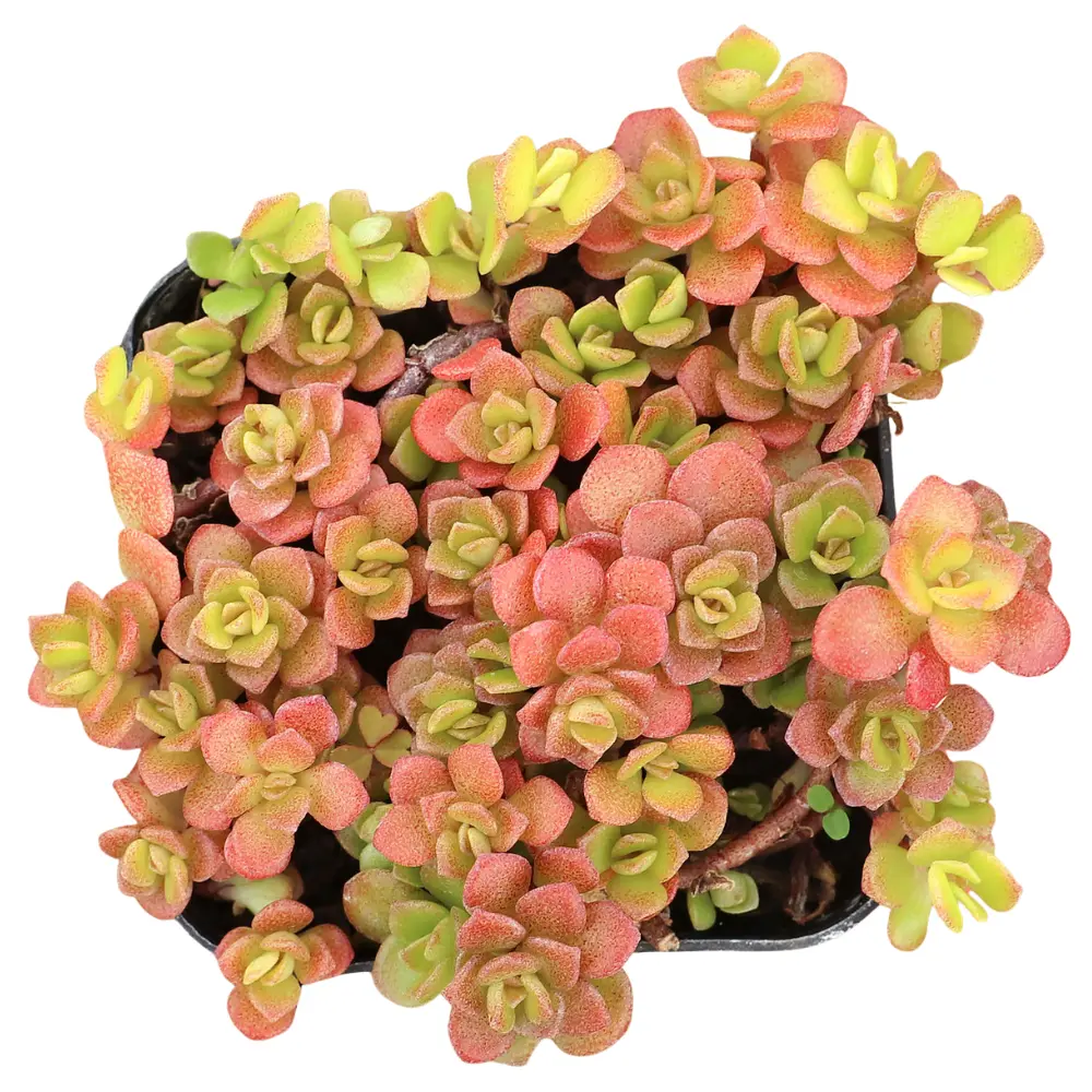 Sedum makinoi 'Ogon' - Japanese Golden Sedum