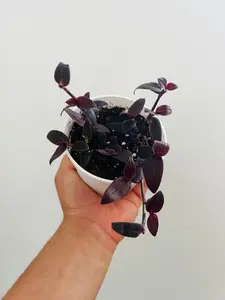 Dark Desire Wandering Dude - Tradescantia Jose Puig - Rare - Live Houseplant in 4” pot