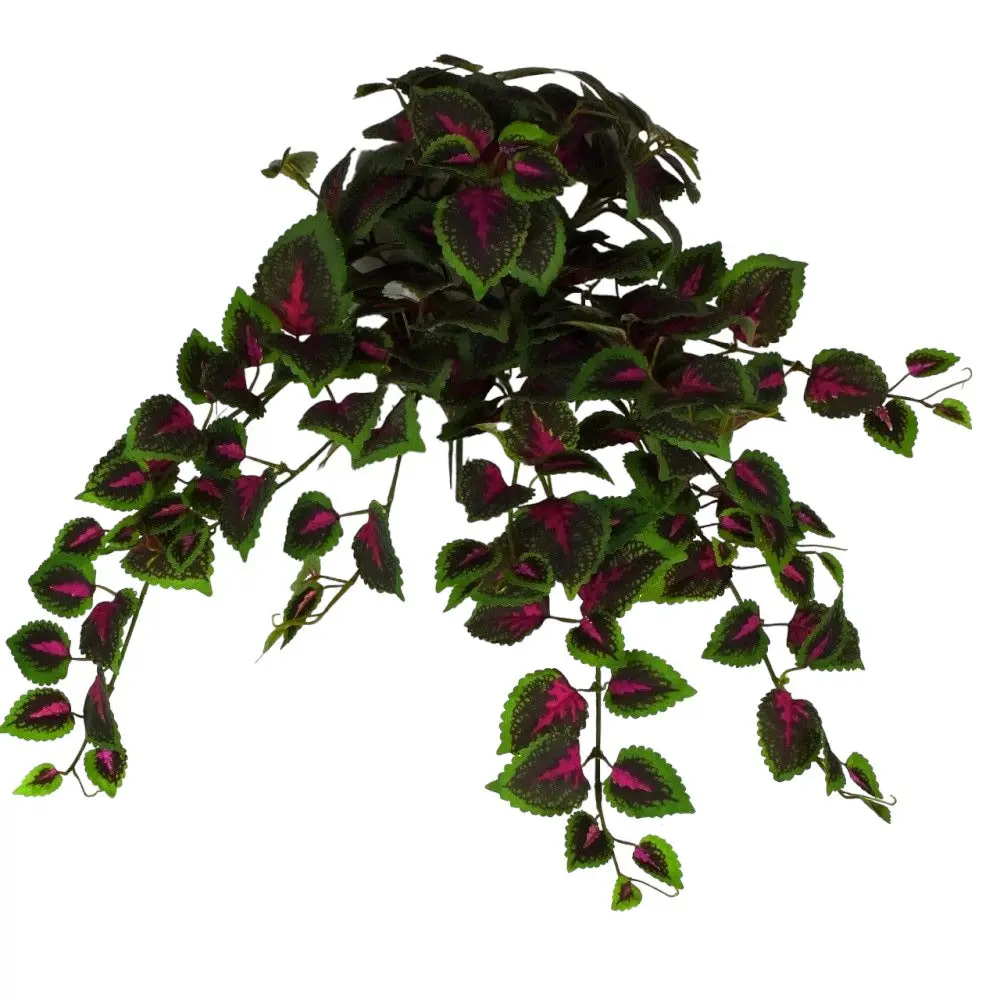 Coleus Hanging Bush