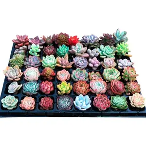 12-piece succulent plant with root set, benefits for succulent lovers, 10+ different varieties
