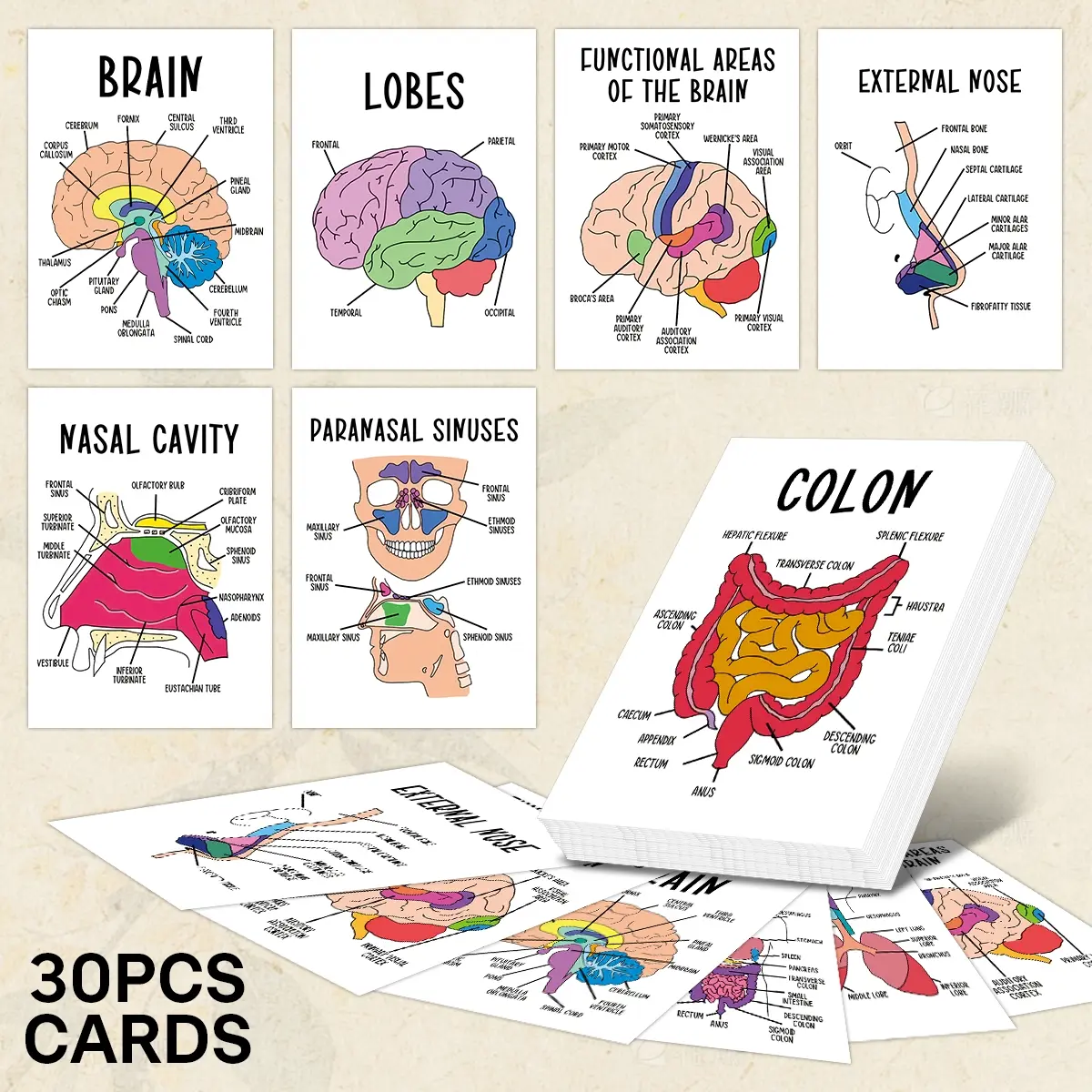 30Pcs Anatomy Flash Cards, Nursing Flashcards, Flashcards For Studying for Human Body Systems - Study Guide for Medical and Nursing, Includes Skeletal, Muscular, Digestive, Respiratory, and Circulatory System Diagrams