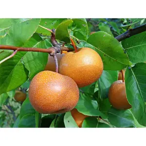 Dwarf Chojuro Asian Pear Tree Bare Root Nocturnal Gardens