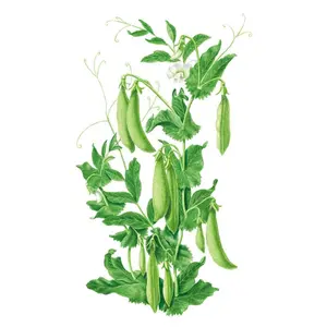 Sugar Daddy Snap Pea Seeds