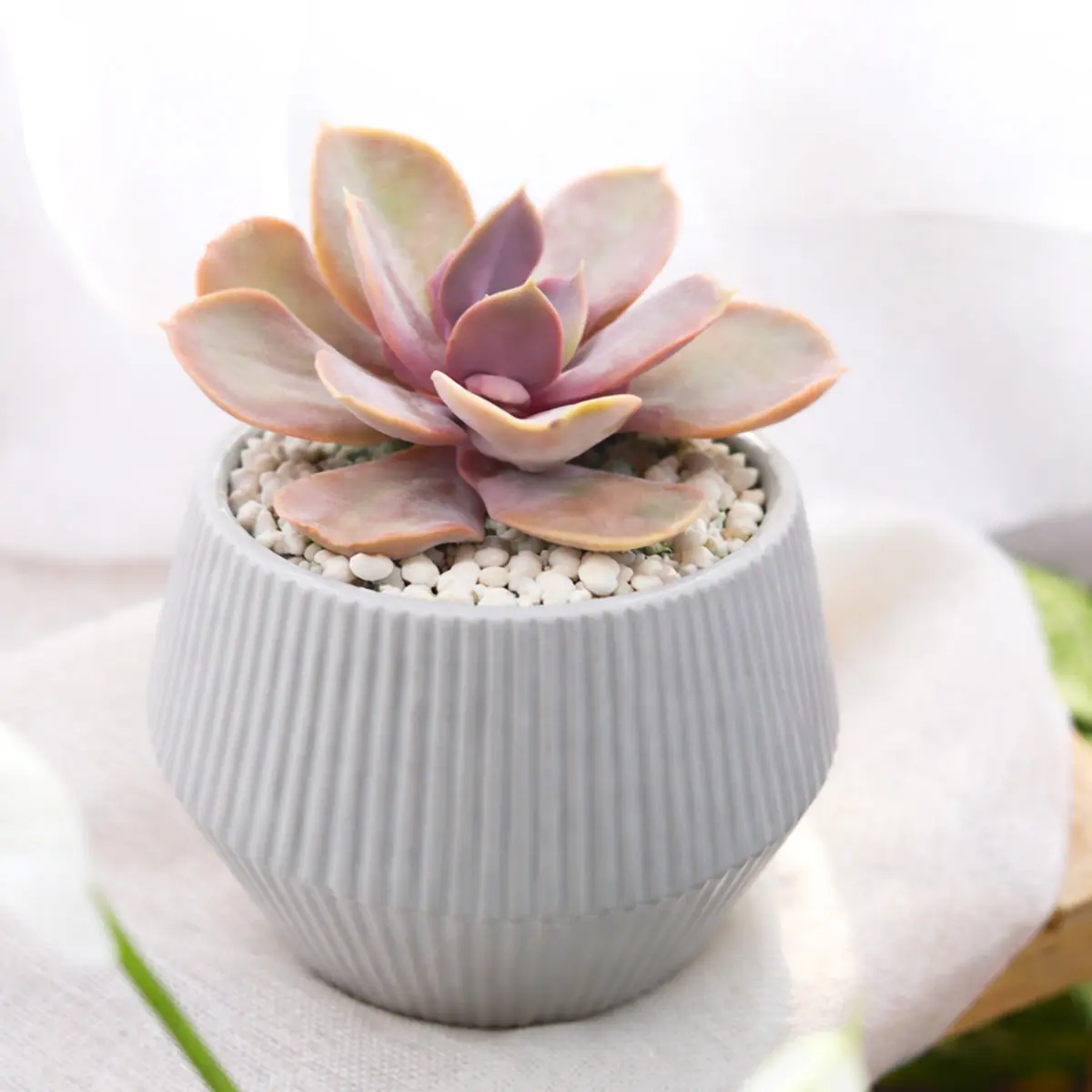 Echeveria 'Red Sky'