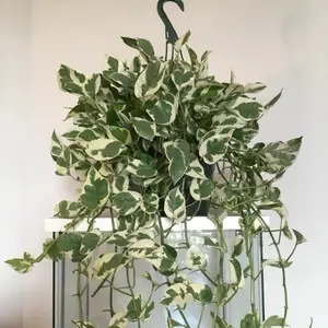 Pothos Pearl and Jade Mother Plant Indoor
