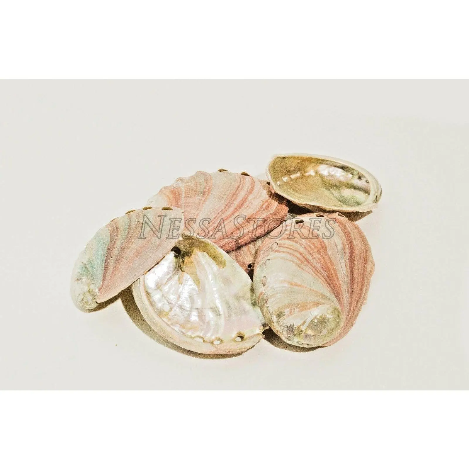 Red Abalone Sea Shell One Side Polished Beach Craft 2" - 3" (6 pcs)#JC-020