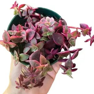 Live Calico Kitten Crassula Plant - Pellucida Variegata - Variegated Succulentt - 4 Inch Pot