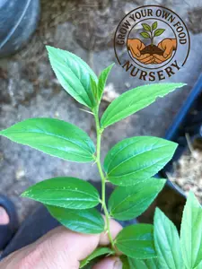 Organically Grown Indian Jujube (Ziziphus mauritiana) Live Starter Tree Seedling - Edible Fruit Tree for Home Garden Supplies, Tree Seedlings, Fruit Trees