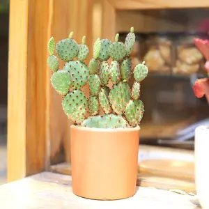 Opuntia microdasys var. pallida 'Bunny Ears'