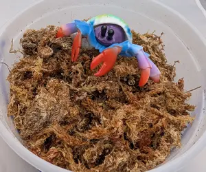 Dry Sphagnum Moss for Hermit Crabs Small | Natural Humidity & Foraging Enrichment