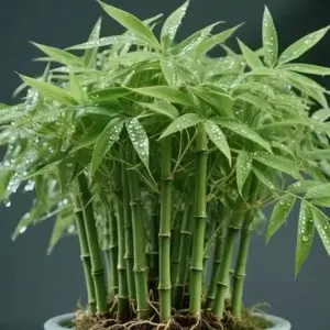 100 pcs Cypress Seed LiveIndoor Houseplants for HomeDecor Bamboo Plant Indoor LowLight Plants Feng Shui All Seasons