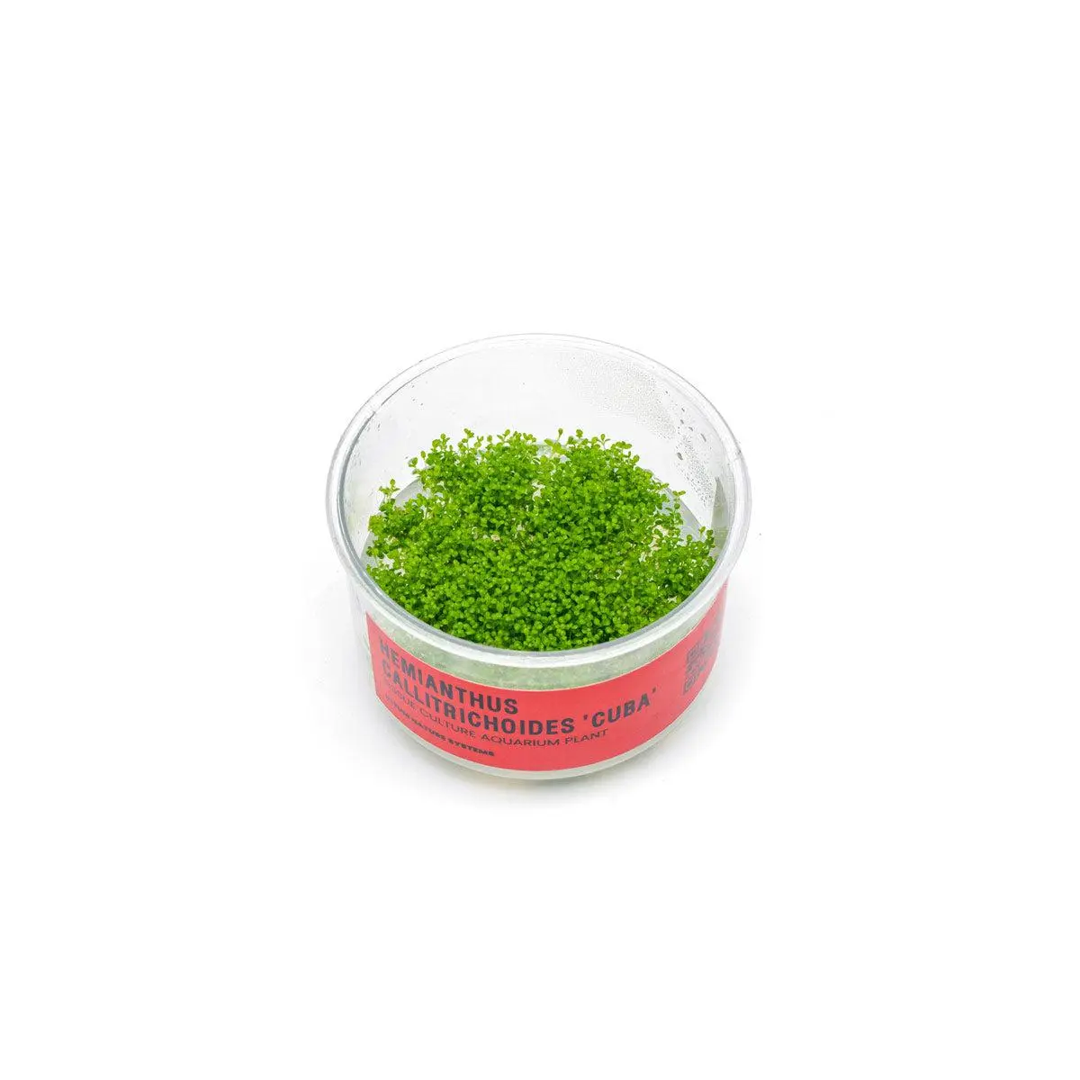 Hemianthus Callitrichoides 'Cuba' UNS Tissue Culture (Dwarf Baby Tears)