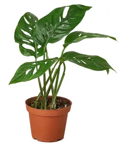 4" Monstera Adansonii Swiss Cheese Plant