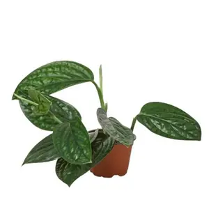 House Plant Dropship 4-MONSTERA-PERU 4 in. Monstera Peru Pot