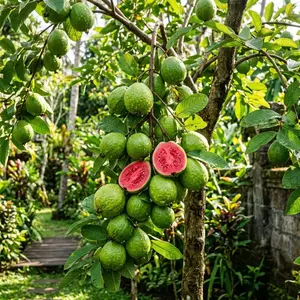 200 Tropical Red Guava Seeds for Planting - Non-GMO, Exotic & Delicious Fruit Seeds for Home Garden - Grow Vibrant Sweet Red Guavas