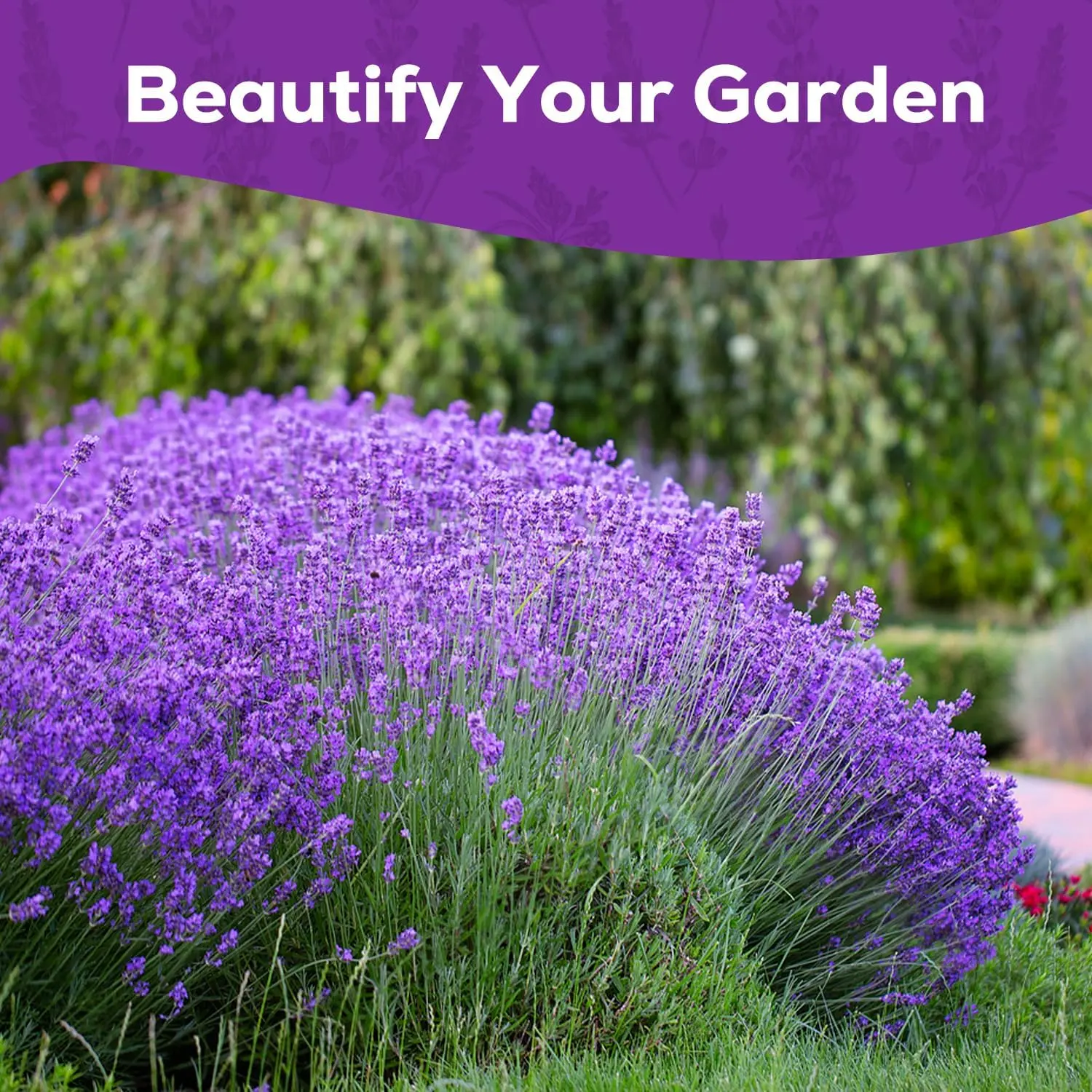 Non GMO English Lavender Seeds 1,500+ Wildflower Seed for Planting Indoor/Outdoor, High Germination, Plant Flower Seeds (Lavandula antustifolia)