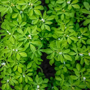 Heirloom Fenugreek Seeds - Regenerative & Organic Gardening Seeds