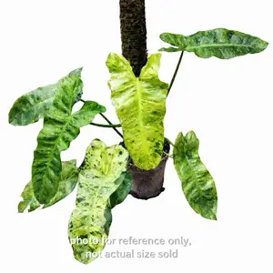Philodendron Paraiso Verde Tissue Culture Plant (TC) | Rare Variegated Philodendron | Starter Plant
