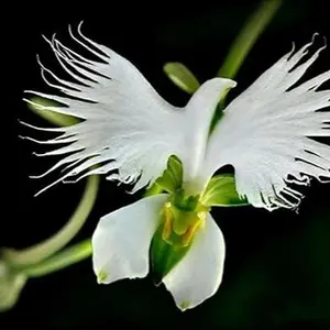100pcs White Flowers Seeds White Egret Orchid Orchid Seeds Rare Orchid Seeds