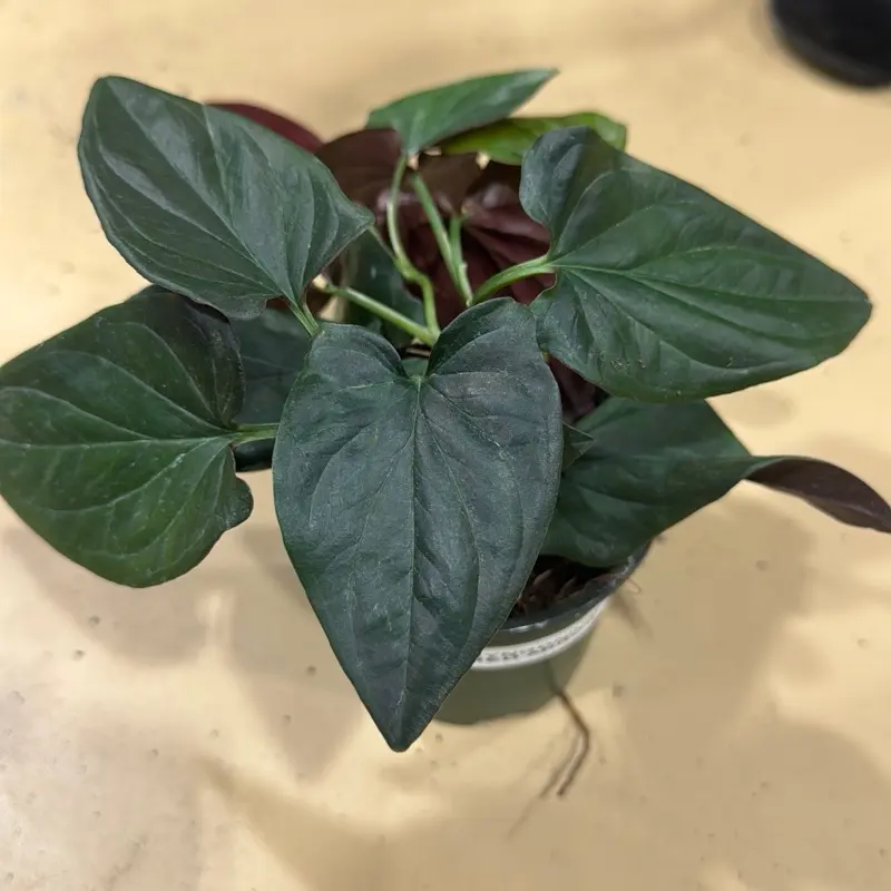 Red arrow syngonium