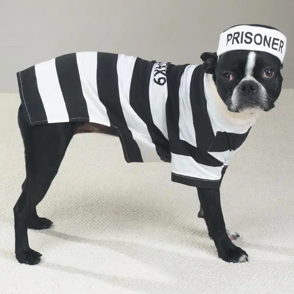 Pet Pals ZW894 08 Casual Canine Prison Pooch Costume X-Small