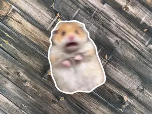 Scared Hamster Meme Sticker, waterproof sticker, water bottle sticker, laptop sticker, meme sticker, funny sticker, gift