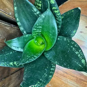 Sansevieria Whitney Snake Plant