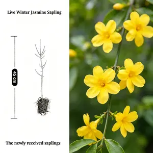 Live Forsythia Seedlings,Early Blooming Perennial Flower Shrub,Climbing Ornamental Garden Plant,Outdoor Landscape Bush,Yard Decor Sapling,Hardy,Drought Tolerant,Fast Growing,Vibrant Yellow Blooms,Low Maintenance,Cold Resistant,Ideal for Fence,Patio