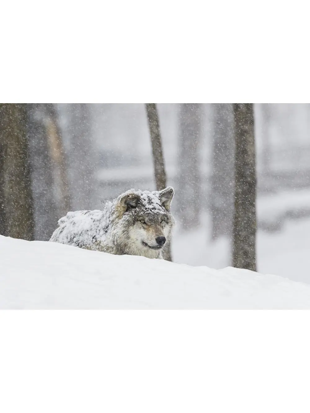 Artistic Grey Wolf Canis Lupus Snow Storm Poster Print by Dominic Marcoux, 18x12 in, Montebello Quebec Canada, Home Decor Wall Art for Room, Ideal Gift
