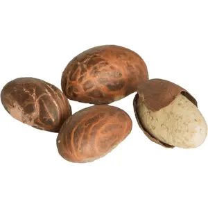 Traditional African Spiritual Seed (Bitter Kola) Pods – Natural Whole Pods for Ritual Use, Home Display Ceremonial Decoration Nigeria Altar