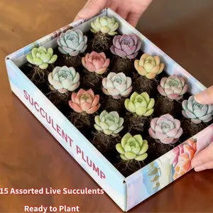 15 Rare Succulent Plants Variety Pack — Live Houseplants Collection with Rosettes & Trailing Succulents for DIY Terrarium Garden